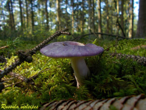 Russula violeipes 170828.1.3