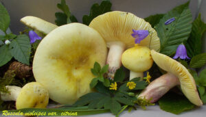 Russula violeipes var. citrina 170728.1.1