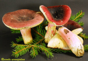 Russula xerampelina R111105.1.1