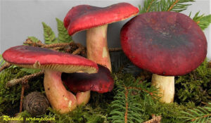 Russula xerempelina R201028.1.01b