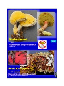 V Fungi sp