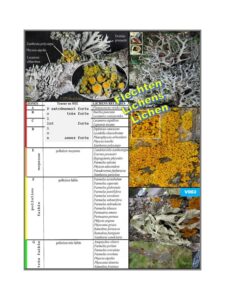V Lichens sp