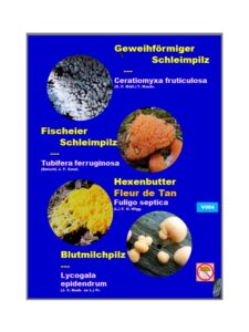 V Myxomycetes sp.