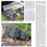 Artikel Luxemburger Wort 4