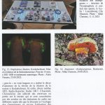 IMG-2